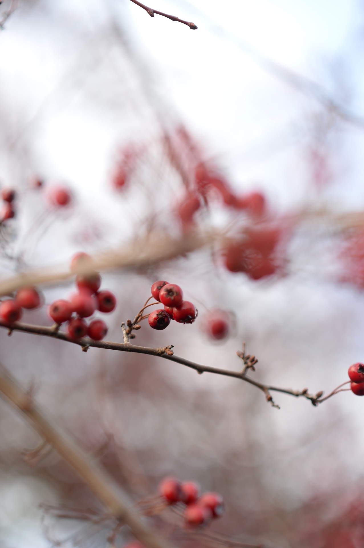 Red hawthorn berries on winter branches