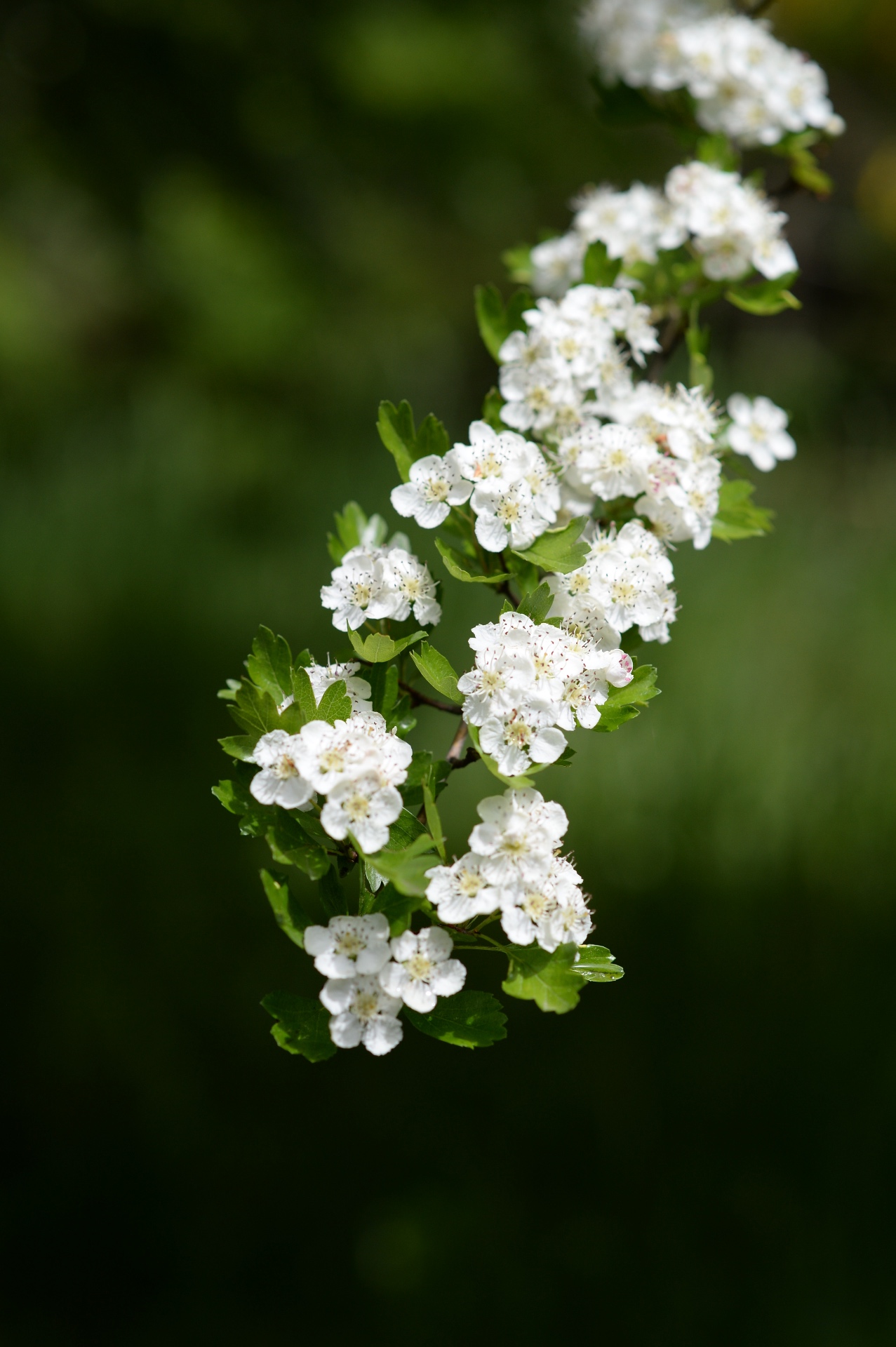 White hawthorn blossoms in spring